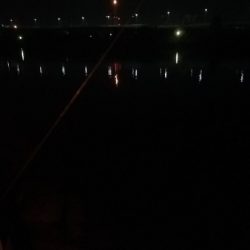 バチ抜けシーバス