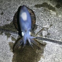 令和初アオリ！