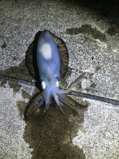 令和初アオリ！