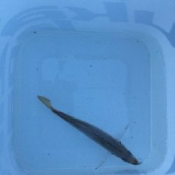 アジをもとめて