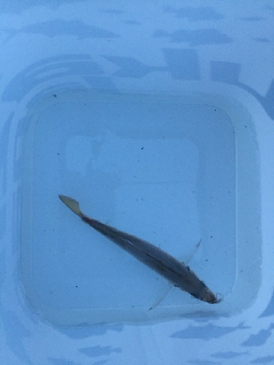 アジをもとめて