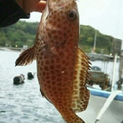 アオハター!マハター!