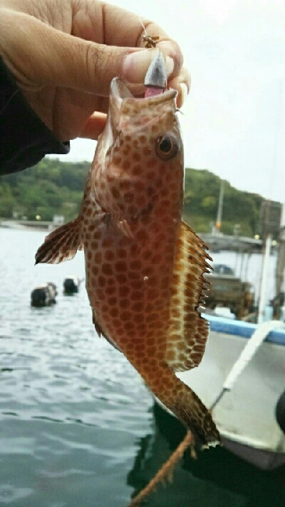 アオハター!マハター!