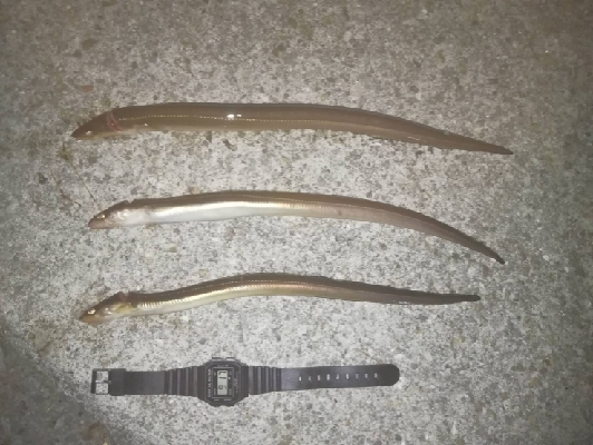 夜釣り短期決戦