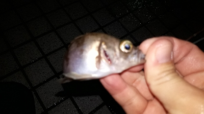 平成最後の淡路島