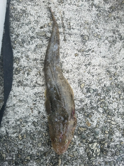 コチ釣り　～エソ祭り～