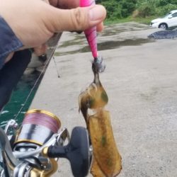 長雨の影響で不調