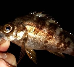 いとしのレイワ