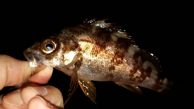 いとしのレイワ