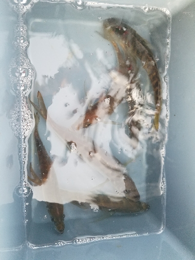 ファミリーフィッシング