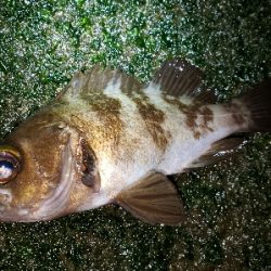 メバル活性高い