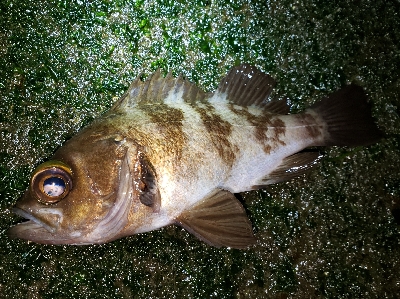 メバル活性高い