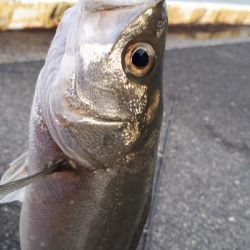 久しぶりの朝練