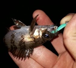 ガシリングとメバリング