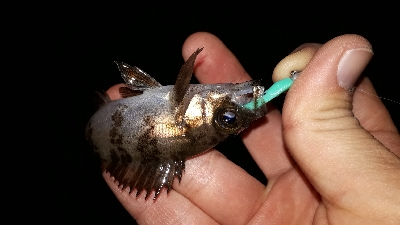 ガシリングとメバリング