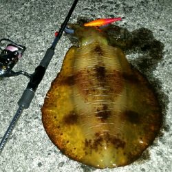 湯浅1.7キロアオリイカ2杯