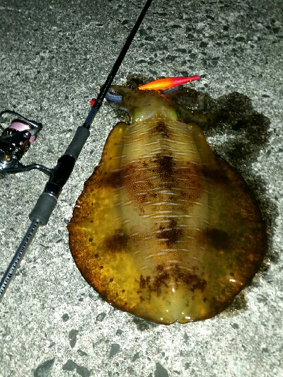 湯浅1.7キロアオリイカ2杯