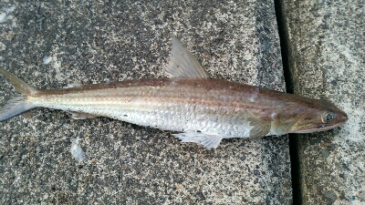 初めての場所！！福井遠征！！