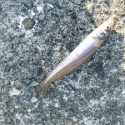 キス釣り　～キビレ、40.5センチ～