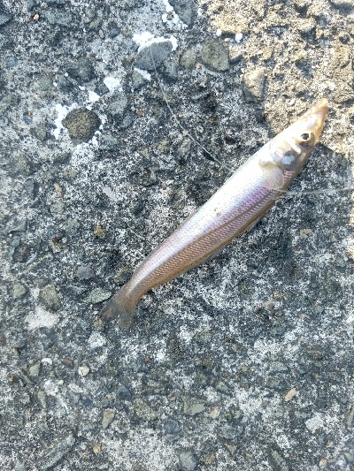 キス釣り　～キビレ、40.5センチ～