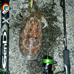 キロアップアオリイカ