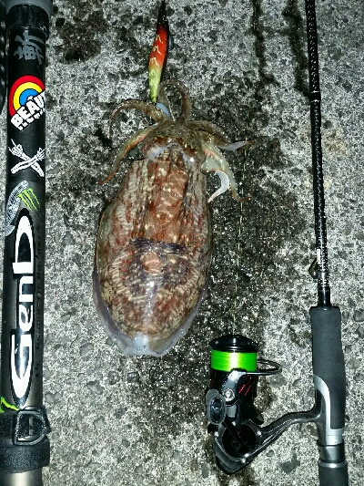 キロアップアオリイカ