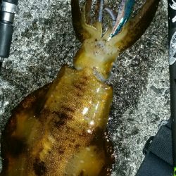 湯浅3日目　良型アオリイカ