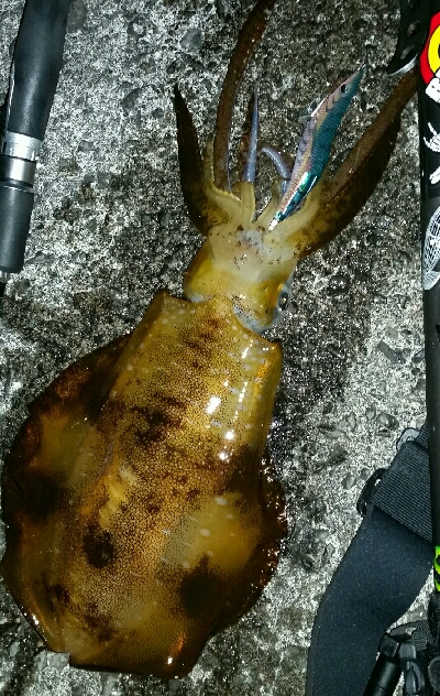 湯浅3日目　良型アオリイカ