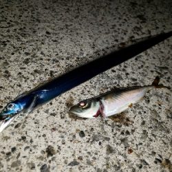 久しぶりの大漁