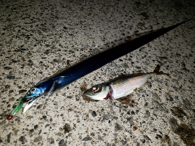 久しぶりの大漁