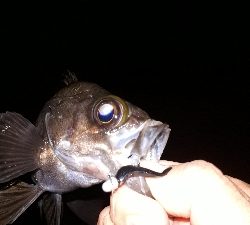 疲れるくらい釣れたぁー