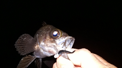 疲れるくらい釣れたぁー