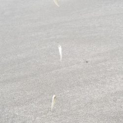 キスが絶好調！