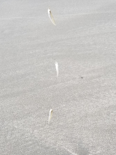 キスが絶好調！