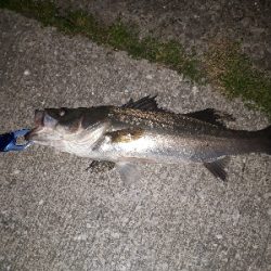 バチ抜け最盛期