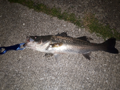 バチ抜け最盛期