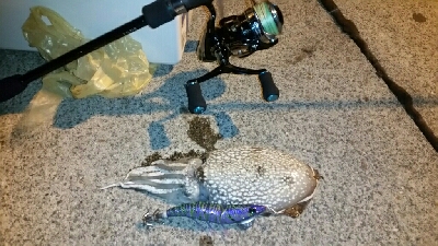 アオリイカ釣りたい