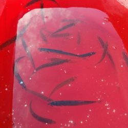 キス釣り　～泳がせ当たりなし～