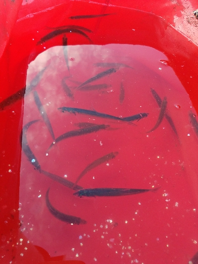 キス釣り　～泳がせ当たりなし～