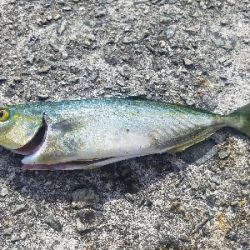 全くアカンやつやん