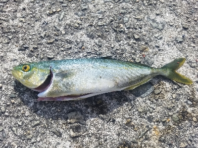 全くアカンやつやん