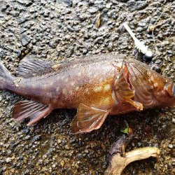 ガッシーは裏切らない