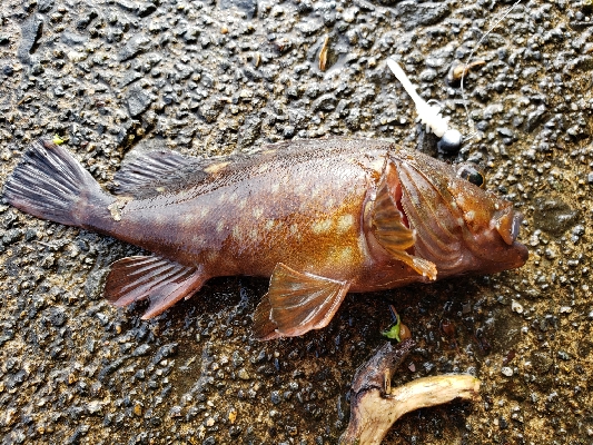 ガッシーは裏切らない