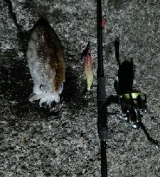 アオリイカがいたけど