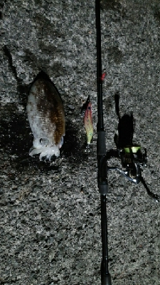 アオリイカがいたけど