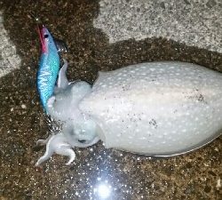 エギング楽しい♪