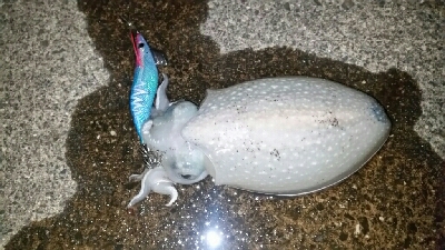 エギング楽しい♪