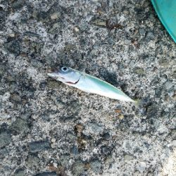 キス釣り　～当たりは少なかった～