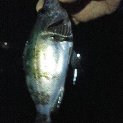 そろそろメバリングも終わり、かな？