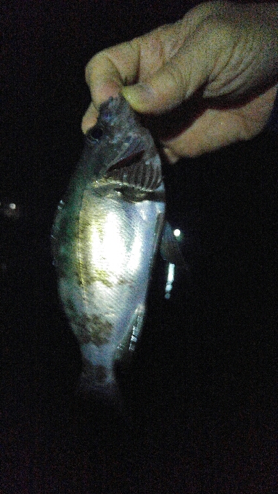 そろそろメバリングも終わり、かな？